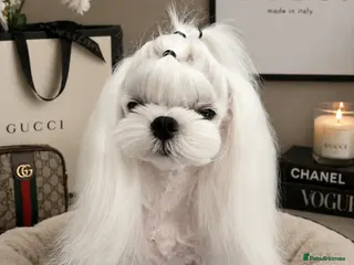 Maltese dogs 🖤KC DNA health tested Tiny Korean Maltese boy🖤 - Advert 8