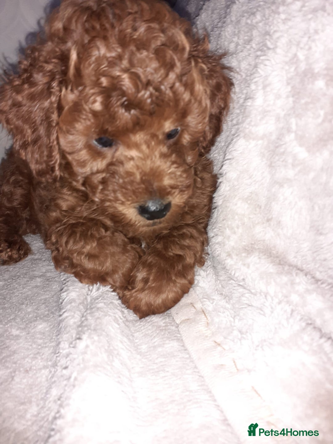 Toy Poodle dogs for sale: KC Registered gorgeous Red Toy Poodle Puppies - Image 8