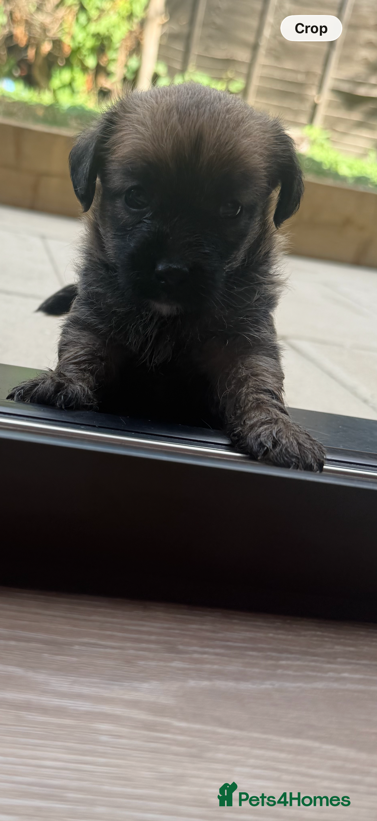 Jackapoo dogs Beautiful litter of f1 jackapoo puppies  - Advert 2