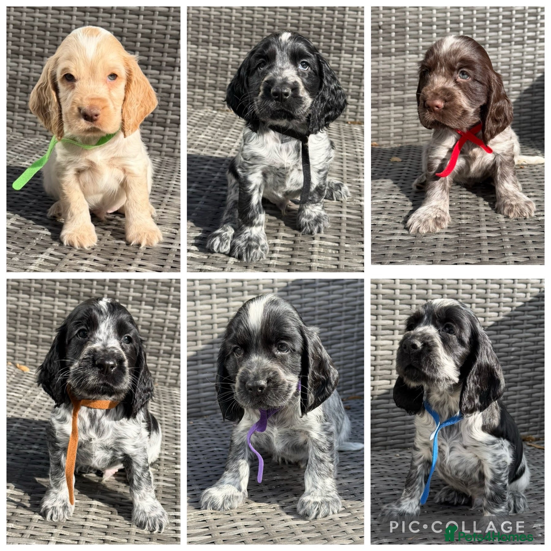 Cocker Spaniel dogs KC registered Cocker Spaniel Pups DNA Tested - Advert 1