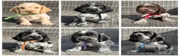 Cocker Spaniel dogs for sale: KC registered Cocker Spaniel Pups DNA Tested - Advert 1
