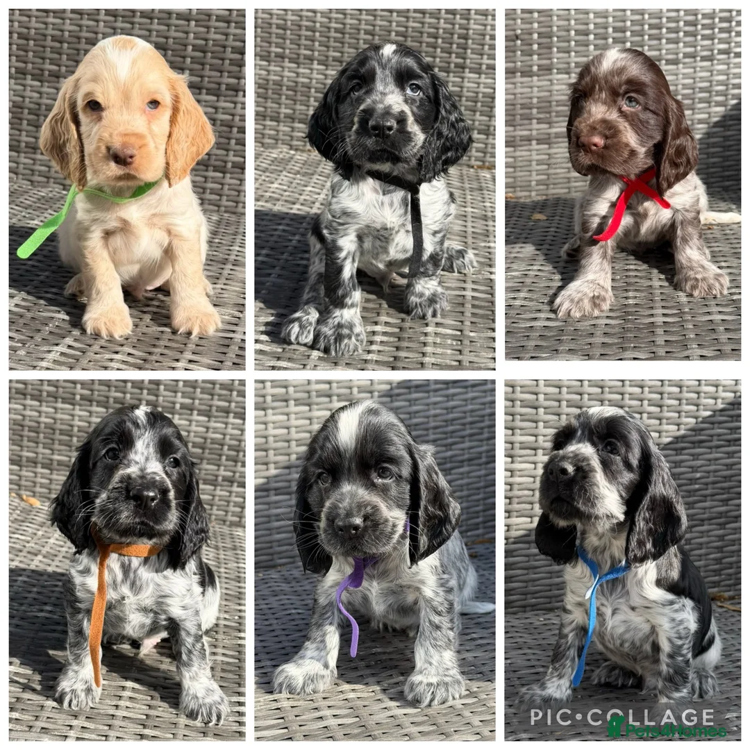 Cocker Spaniel dogs for sale: KC registered Cocker Spaniel Pups DNA Tested - Advert 1