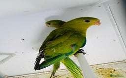 Parakeets birds for sale: Young pair of Barraband parakeet  - Image 7