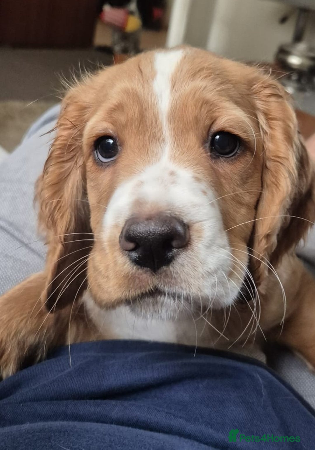 English Springer Spaniel dogs for sale: Lovely English Springer Spaniel boy - Image 5
