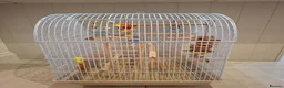 Budgerigars birds for sale: Blue Grey White Female Budgie - Advert 5
