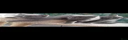 British Shorthair cats for sale: British Blue Shorthair  - Advert 22