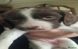 English Springer Spaniel dogs for sale: Beautiful Litter of English Springer Spaniels  - Image 3
