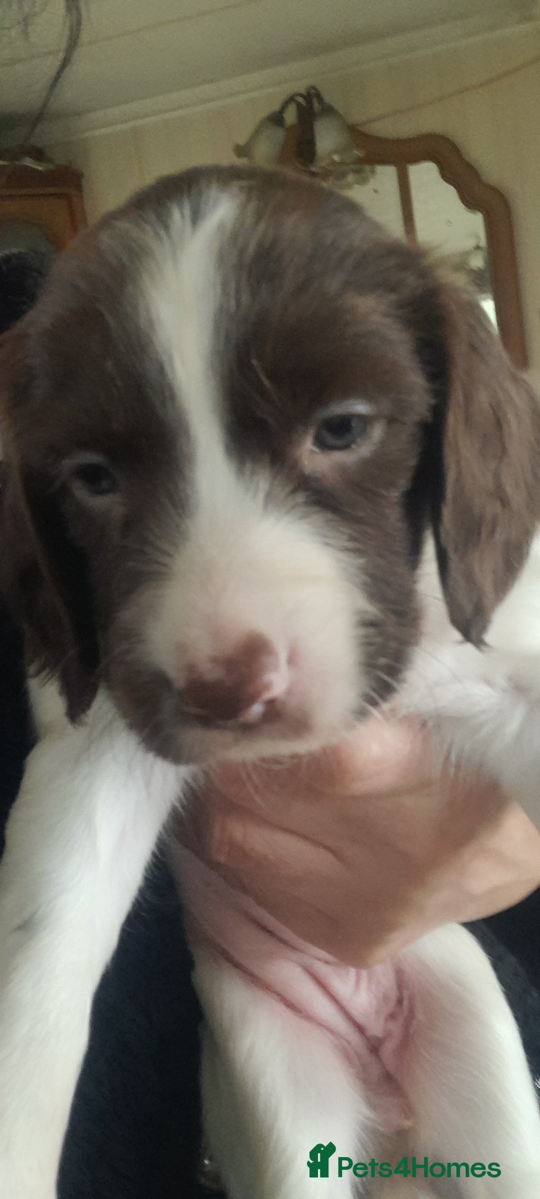 English Springer Spaniel dogs for sale: Beautiful Litter of English Springer Spaniels  - Image 3