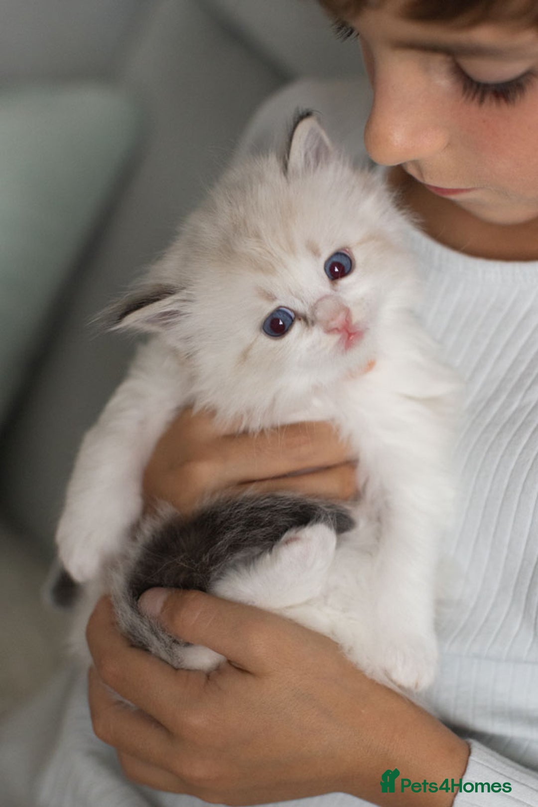 Ragdoll cats for sale: Best Ragdoll Bicolour and Lynx kittens in UK - Image 27