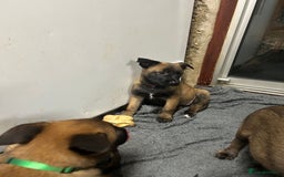 Belgian Shepherd Dog dogs for sale: 9 Belgian malinois puppies 🧬‼️ - Image 9