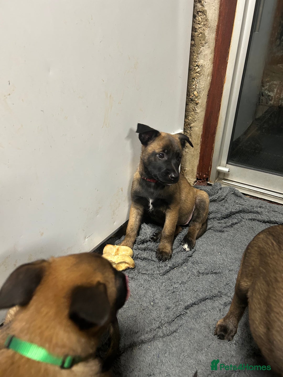 Belgian Shepherd Dog dogs for sale: 9 Belgian malinois puppies 🧬‼️ - Image 9