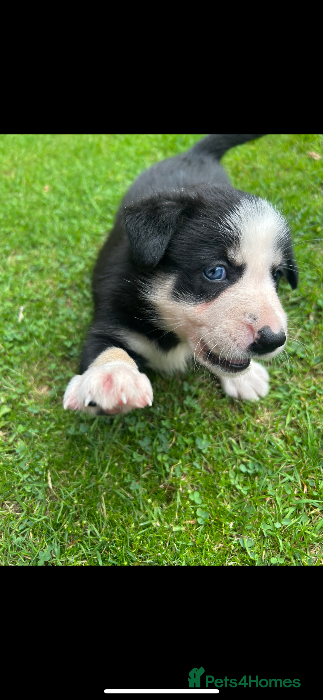 Border Collie dogs for sale: Gorgeous Border Collie Puppies  - Image 32