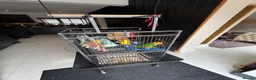 Parrots birds for sale: Caique yellow thighed - Advert 7
