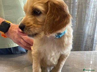 Mixed Breed dogs Beautiful Goldendoodle/Spangold Retriever Puppies - Advert 7