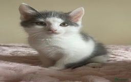 Ragdoll cats for sale: Ragdoll X Maine Coon Kittens  - Image 7