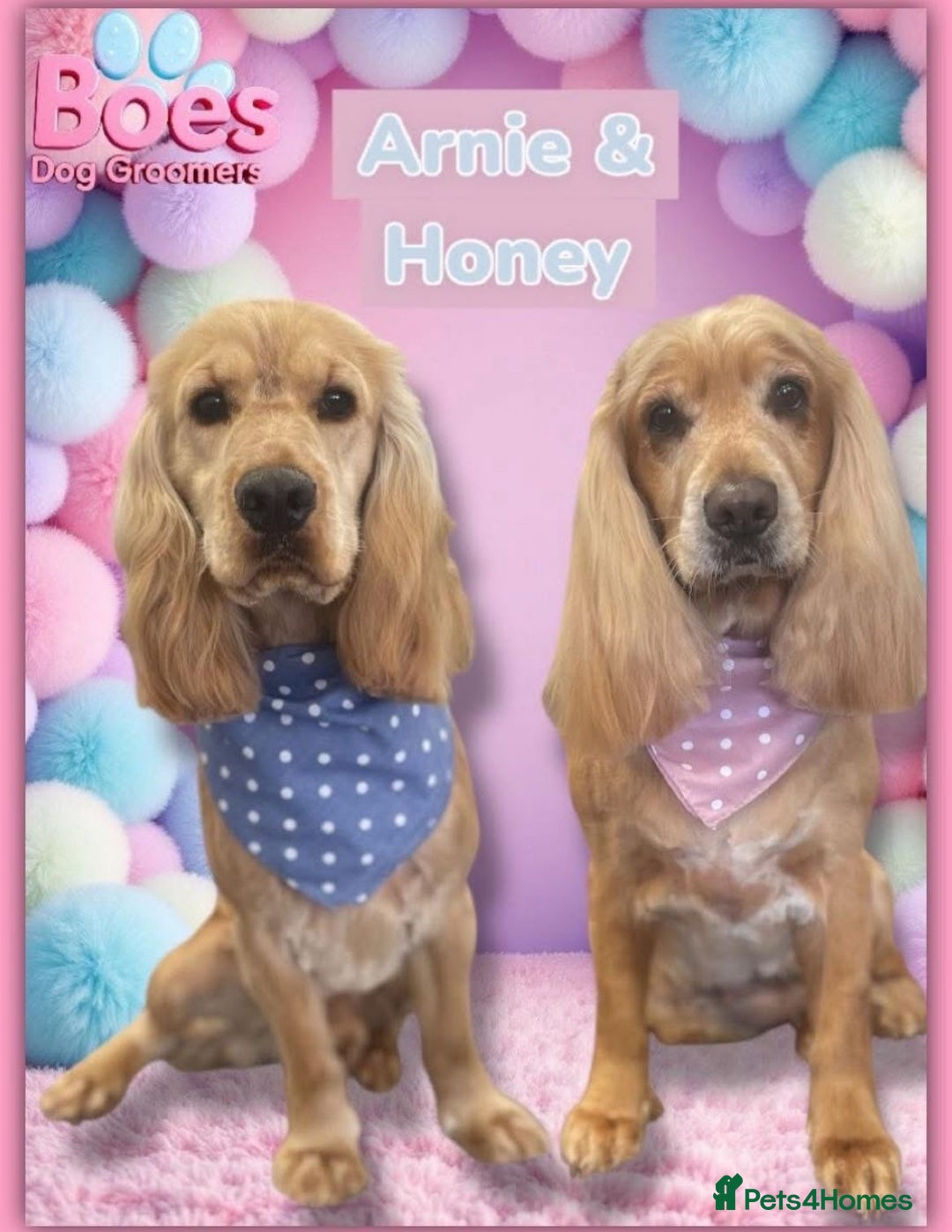 Cocker Spaniel dogs for sale: Cocker spaniel  - Advert 8