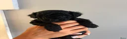 Cavapoo dogs for sale: Gorgeous black toy cavapoo puppies - Advert 4