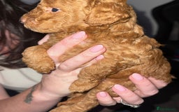 Miniature Poodle dogs for sale: ✨ Last boy available kc miniature poodle ✨ - Image 7