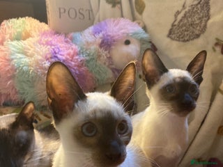 Siamese cats - Advert 20