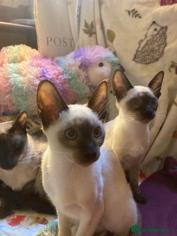 Siamese cats - Advert 3