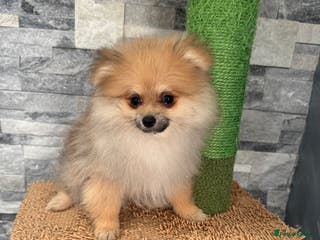 Pomeranian dogs ‼️Fully vacinated last boy,KC registered‼️ - Advert 6