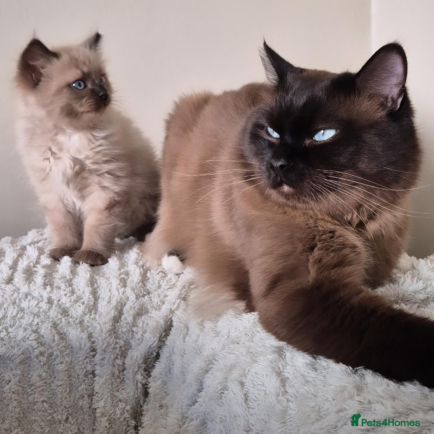 Ragdoll cats Ragdoll Seal Sepia Stud Genetically Tested 🐾 - Advert 4