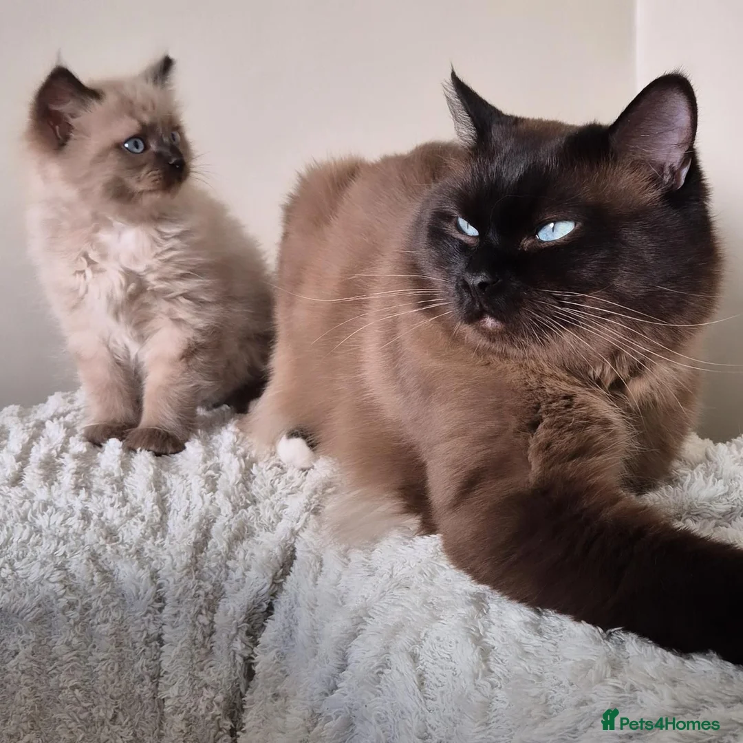 Ragdoll cats for stud: Ragdoll Seal Sepia Stud Genetically Tested 🐾 - Advert 1