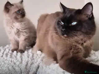 Ragdoll cats Ragdoll Seal Sepia Stud Genetically Tested 🐾 - Advert 1