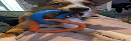 Mixed Breed dogs for sale: Duke 2 year old Welsh collie in Wigan - Advert 8