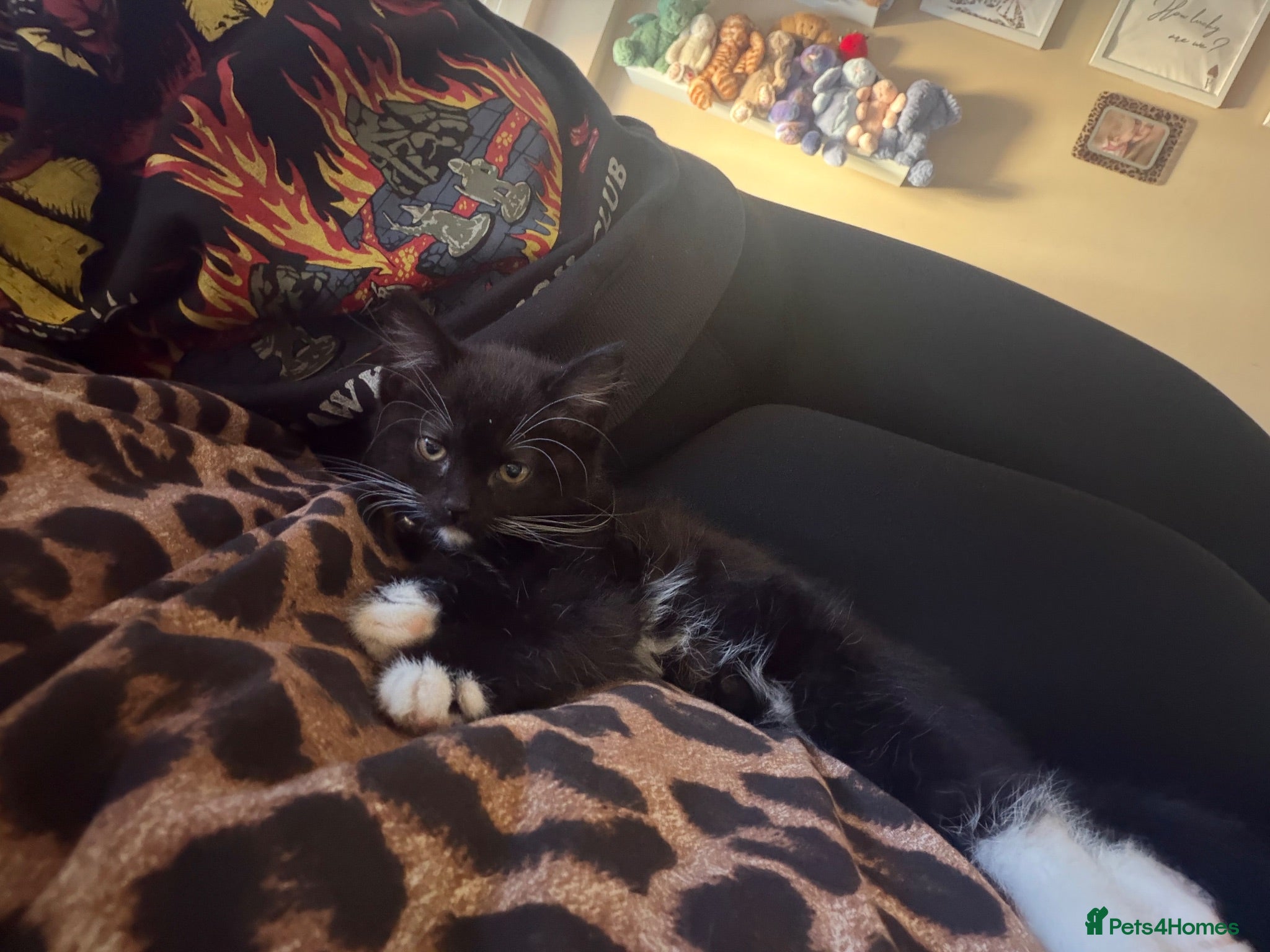 Domestic Shorthair cats Gorgeous fluffy boy Otis - Advert 1