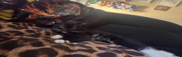 Domestic Shorthair cats for sale: Gorgeous fluffy boy Otis in Colchester - Advert 1