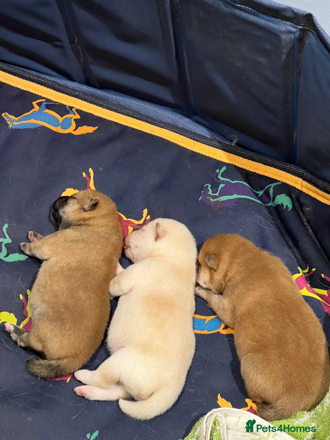 Japanese Shiba Inu dogs for sale: CHUNKY AND PURE Japanese Shiba Inu - Image 10