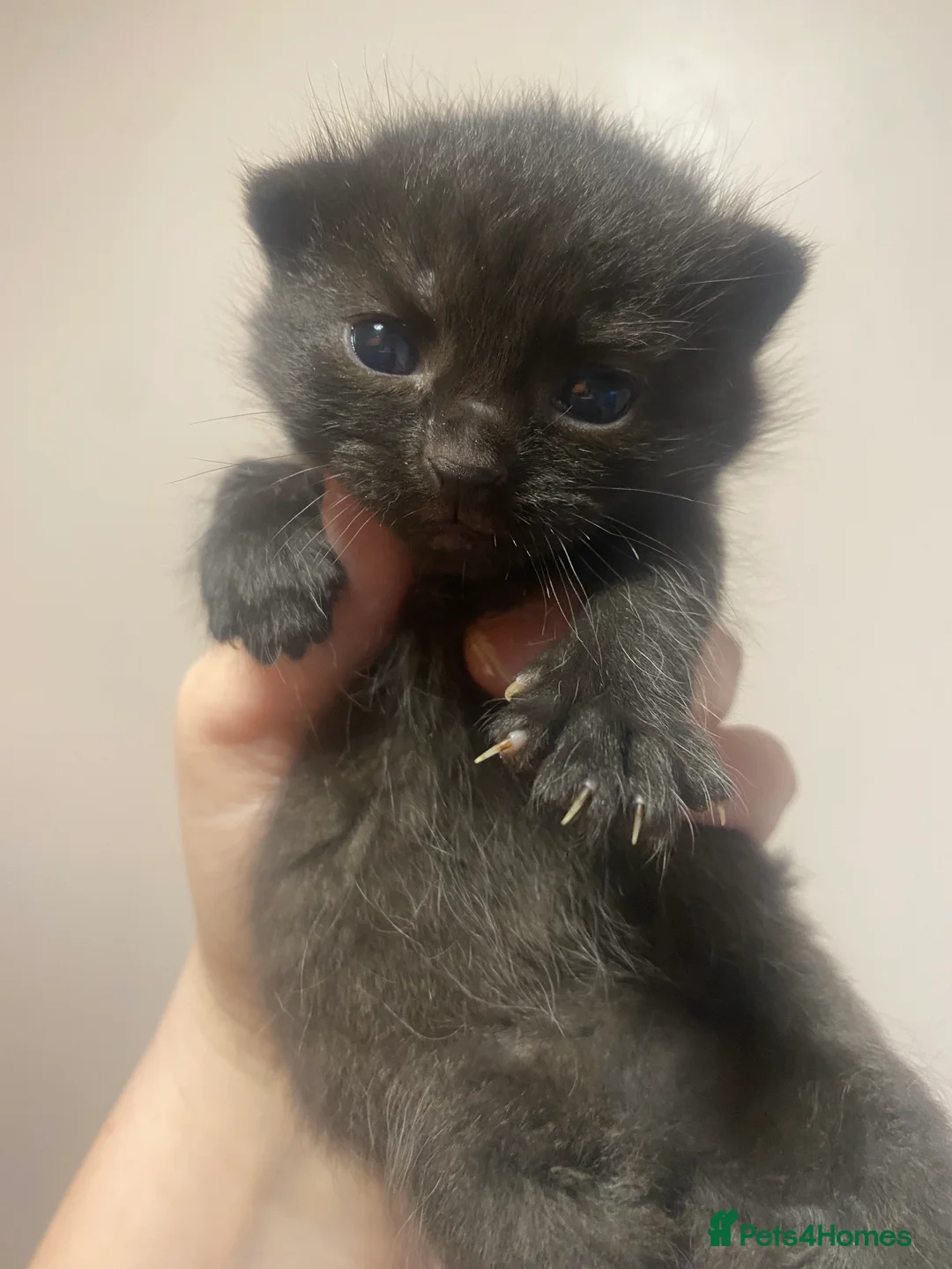 Mixed Breed cats for sale: Two little girls wanting a forever home - Advert 2