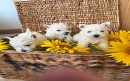 West Highland Terrier dogs for sale: Westie puppies  - Image 15