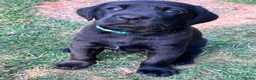 Labrador Retriever dogs for sale: Beautiful natured working Labradors  - Advert 15