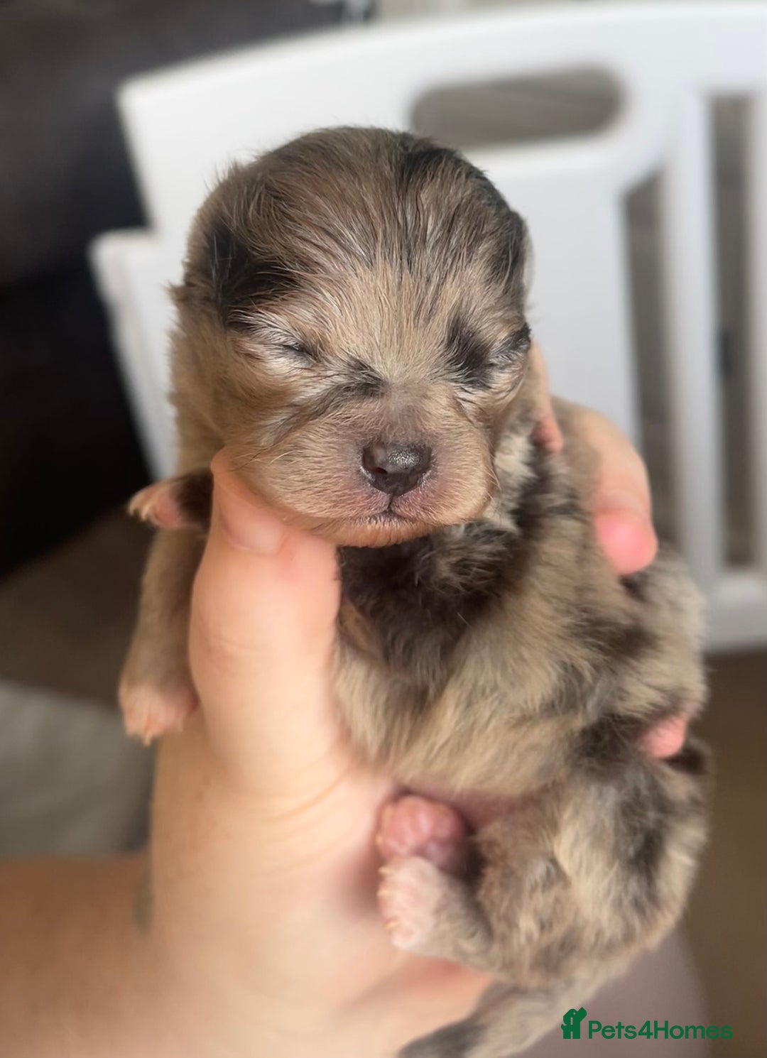 Pomeranian dogs for sale: 100% Pomeranian, DNA & HEALTH TESTED🧬 - Advert 4