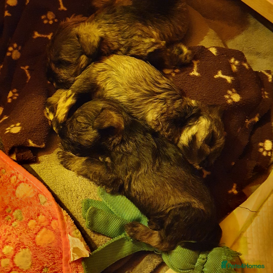 Miniature Schnauzer dogs for sale: Adorable Miniature Schnauzer Puppies - Image 3