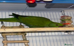 Ringnecks birds for sale: Indian Ringneck 6months Female - Image 1