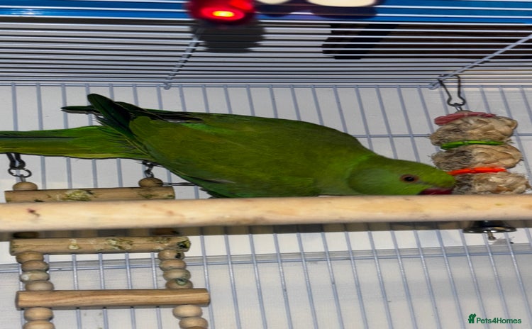 Ringnecks birds - Advert 1