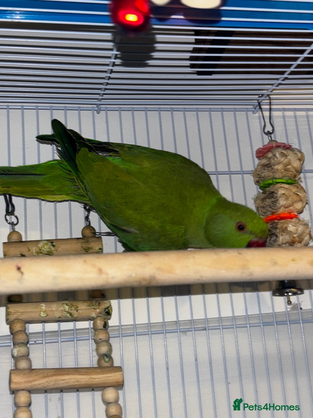 Ringnecks birds for sale: Indian Ringneck 6months Female - Image 1