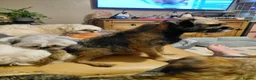 Border Terrier dogs for sale: Beautiful border terriers puppies  - Advert 3