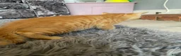 Mixed Breed cats for sale: 3 kittens  - Advert 3