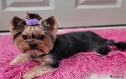 Yorkshire Terrier dogs for sale: Mini Yorkshier Terrier - Advert 5