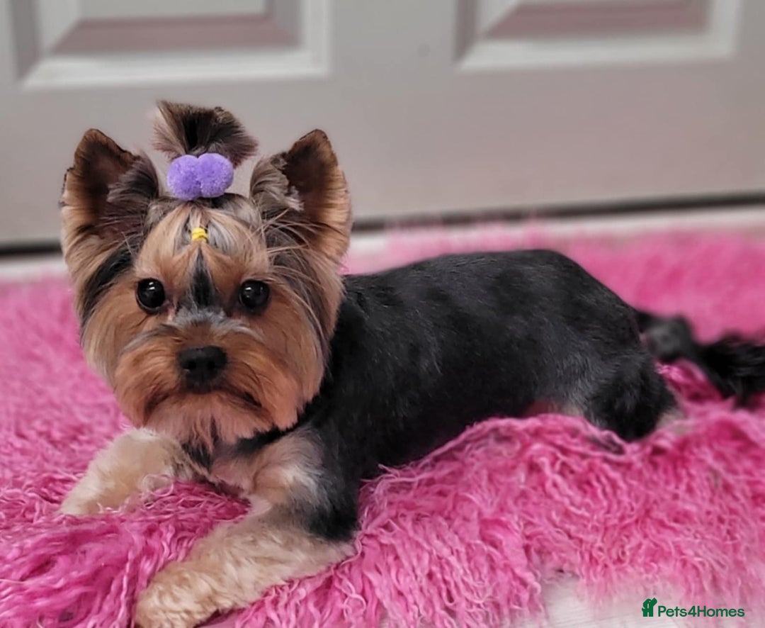 Yorkshire Terrier dogs for sale: Mini Yorkshier Terrier - Advert 5