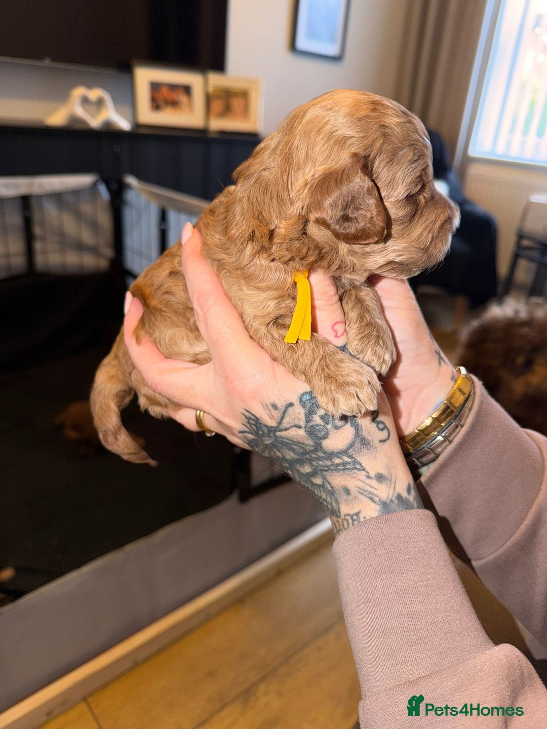 Cockapoo dogs for sale: 7 absolutely adorable cockapoo pups!  - Advert 8