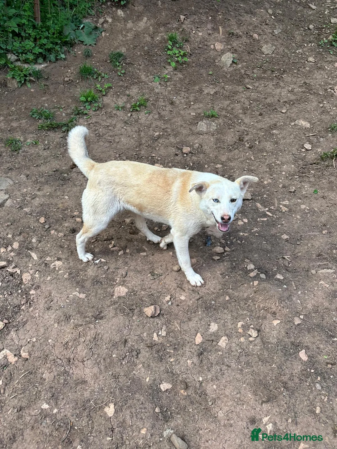 Mixed Breed dogs for adoption: Sakari 💛 - Advert 3