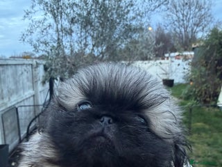 Pekingese dogs KC registered last Pekingese’s puppy - Advert 1