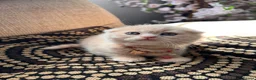 British Shorthair cats for sale: 😻CREAM & RED COLOUR KITTENS 😻 - Advert 25