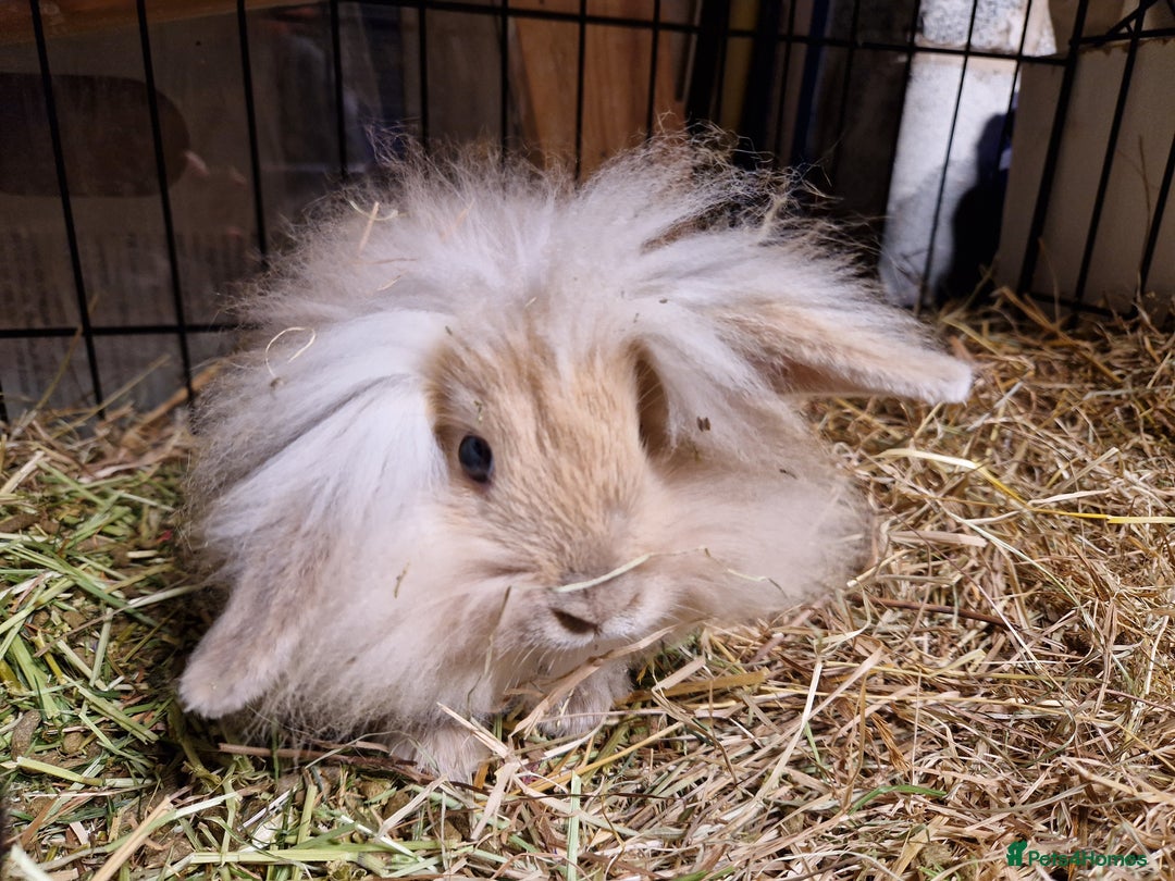 Lionhead rabbits for sale: Lovely little lionhead and lion lops m/f babies  - Image 9
