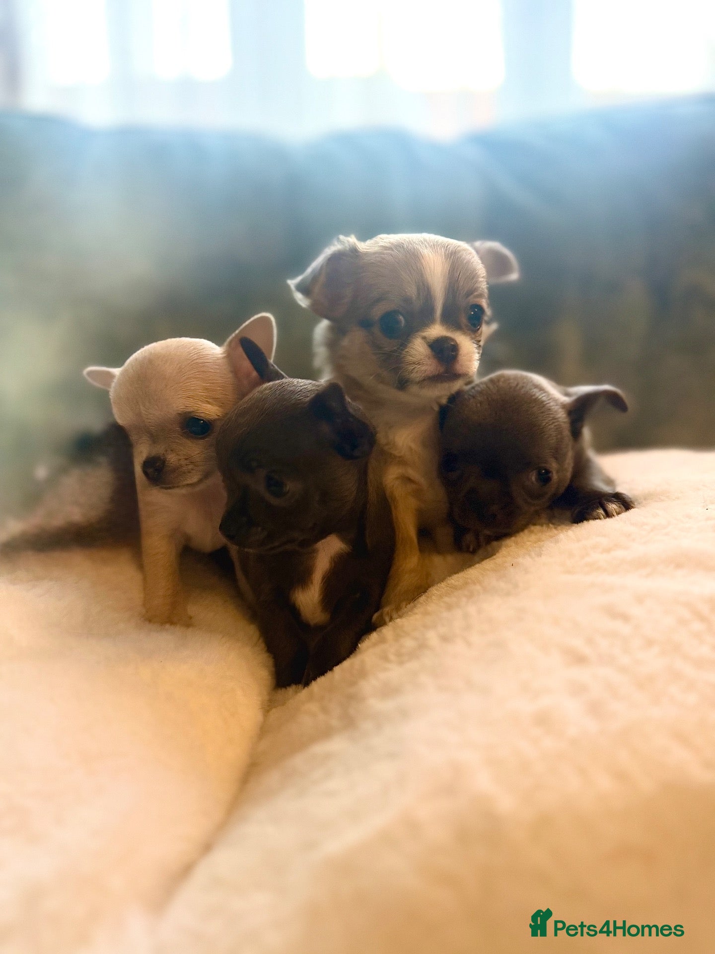Chihuahua dogs Chihuahua puppies - 2F 2M-1 long coat/3 short coat - Advert 1